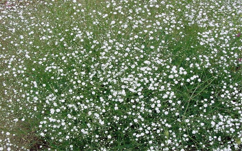Гипсофила метельчатая (Качим)