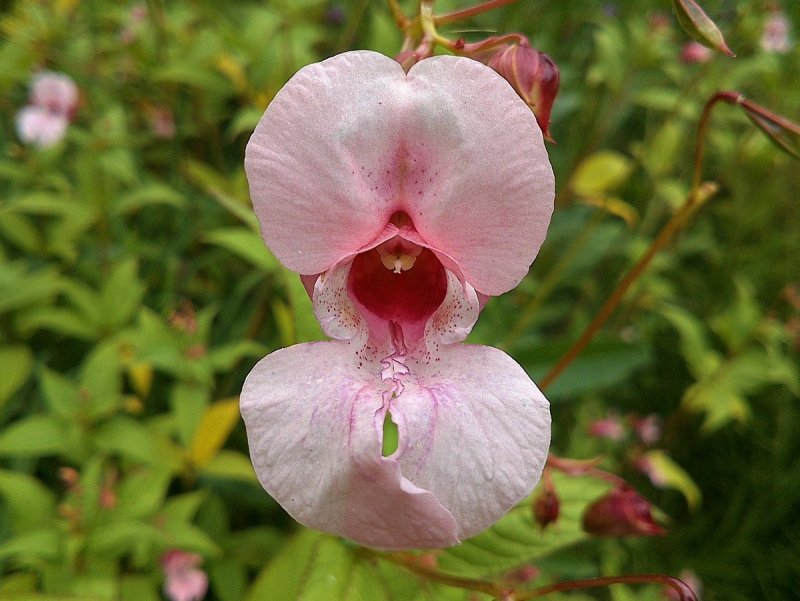 Недотрога железистая Impatiens