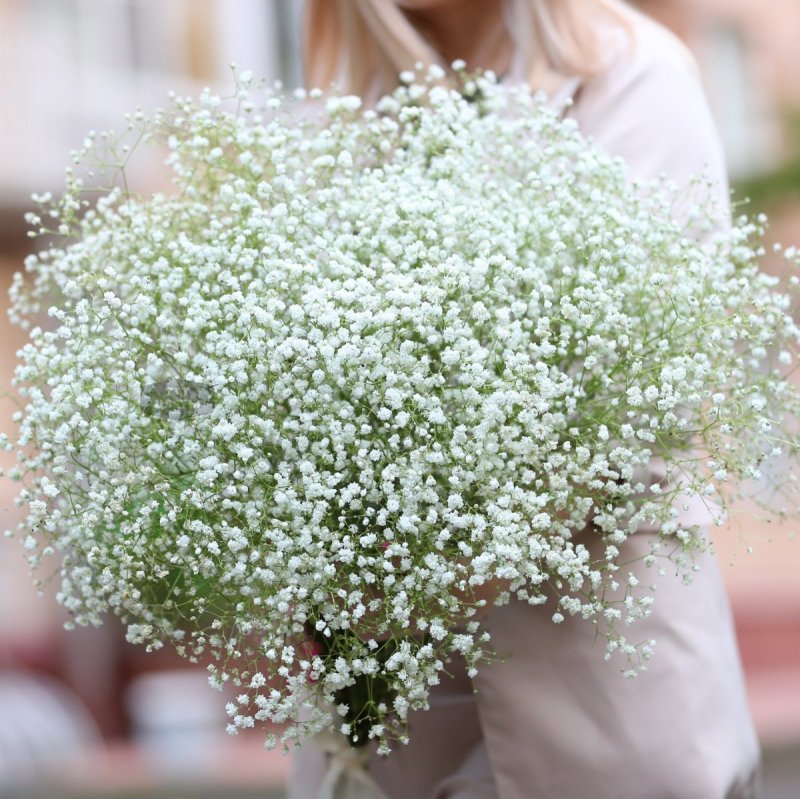 Гипсофила (Качим) метельчатая (Gypsophila paniculata)