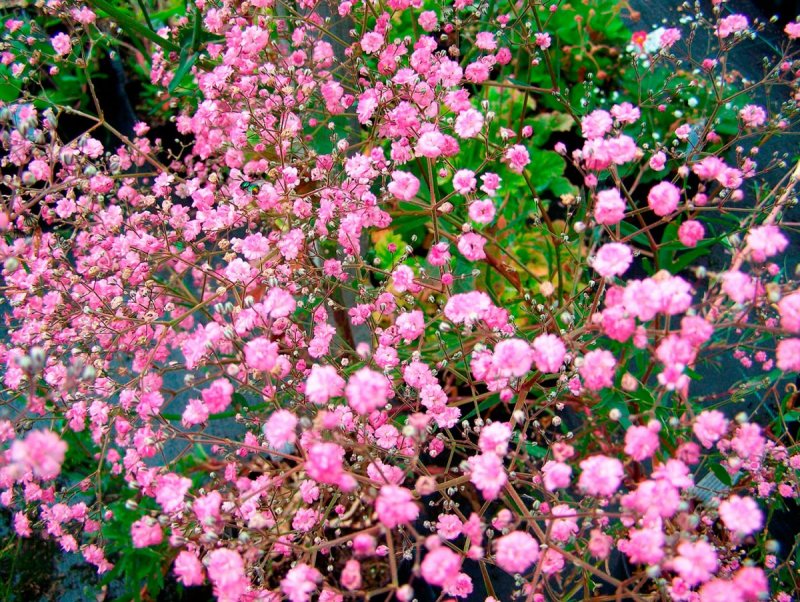 Гипсофила метельчатая (Gypsophila paniculata)