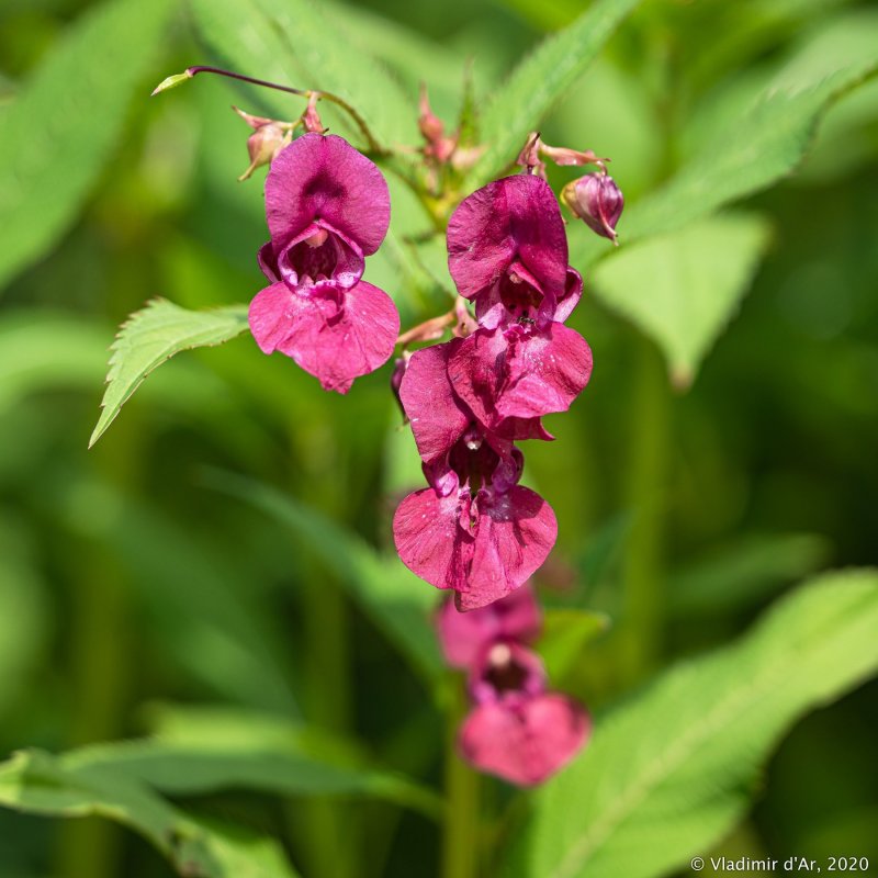 Impatiens balsamina недотрога бальзаминовая