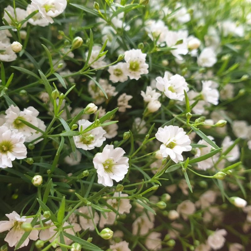 Гипсофила Gypsophila paniculata 'Flamingo'