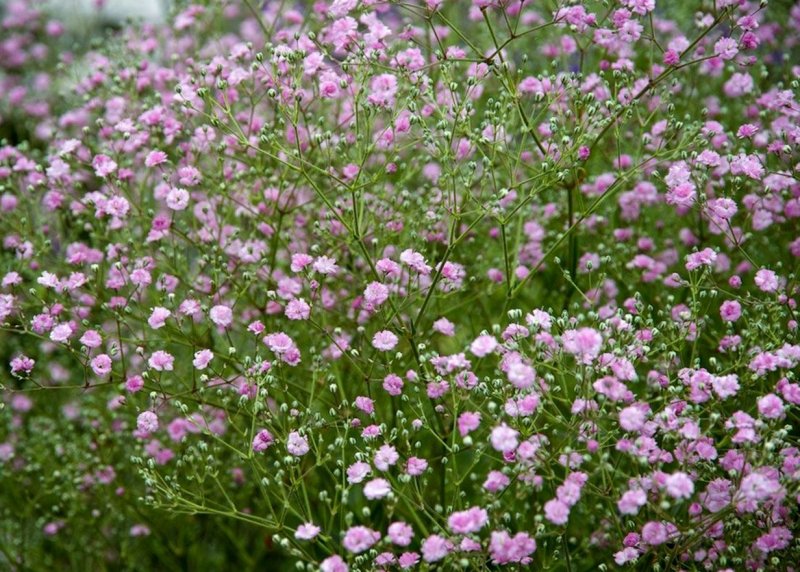 Gypso Ariigantha