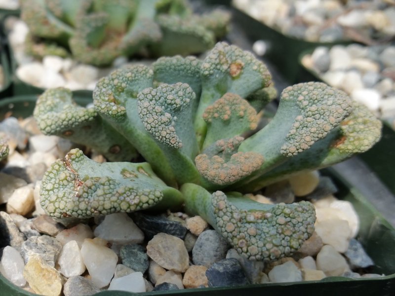 Titanopsis primosii