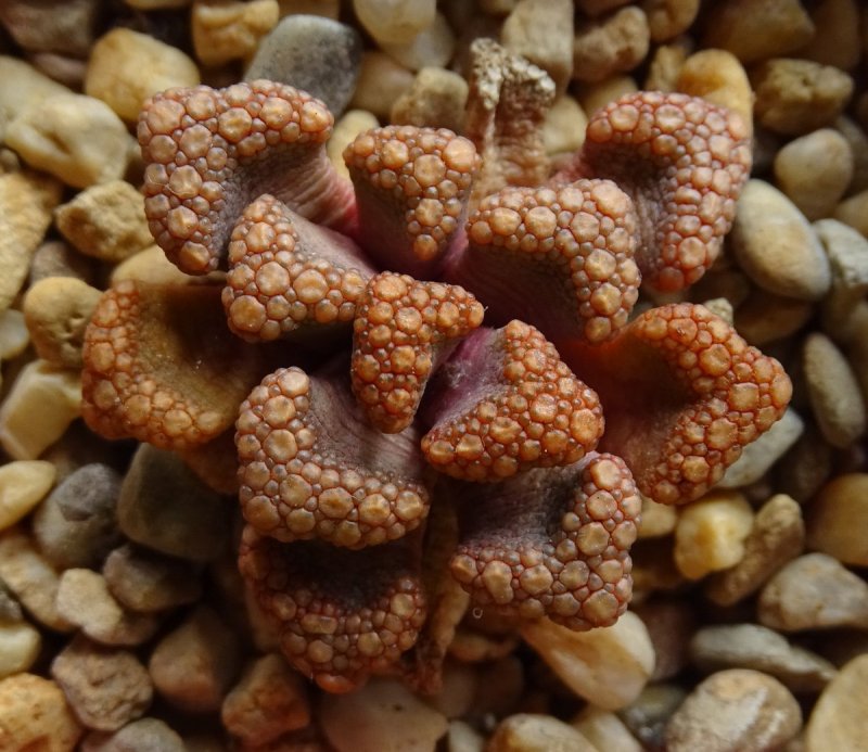 Titanopsis primosii