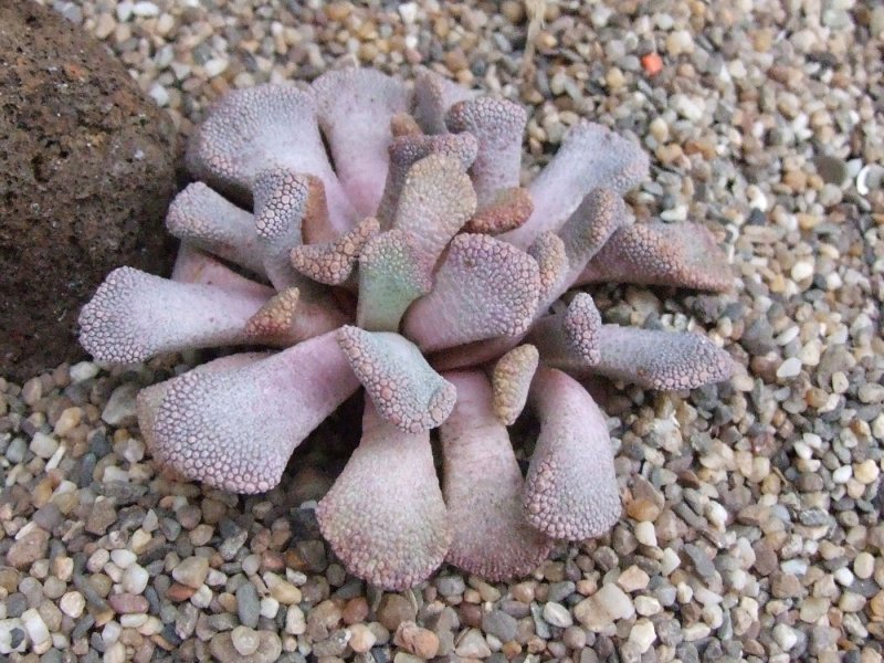Титанопсис calcarea