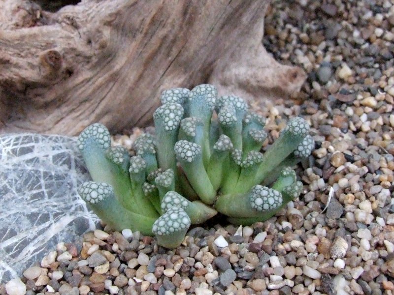 Aloinopsis Nananthus
