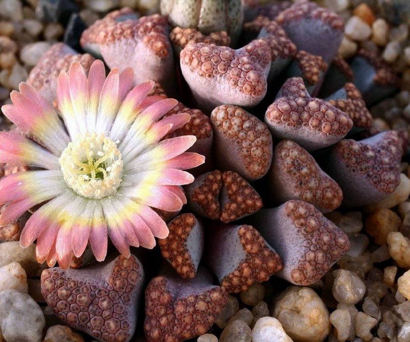 Суккулент Titanopsis
