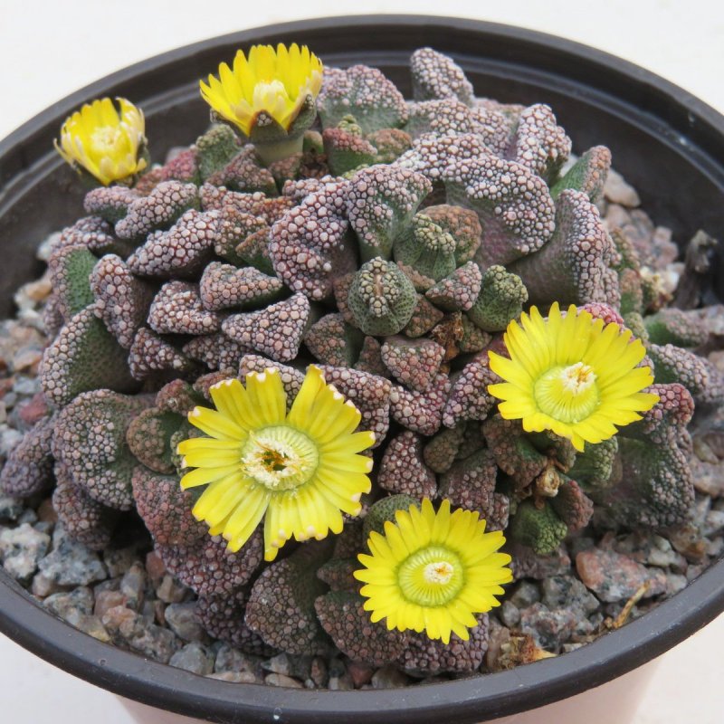 Titanopsis Hugo-schlechteri