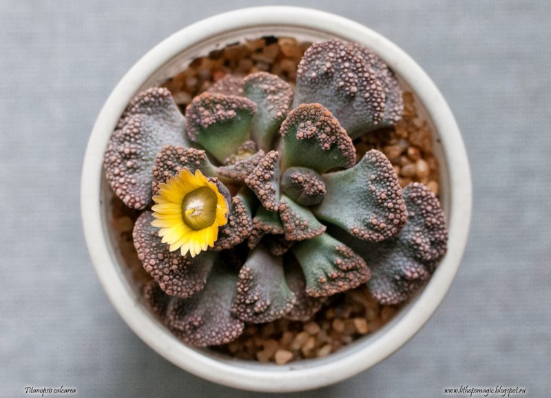 Titanopsis schwantesii
