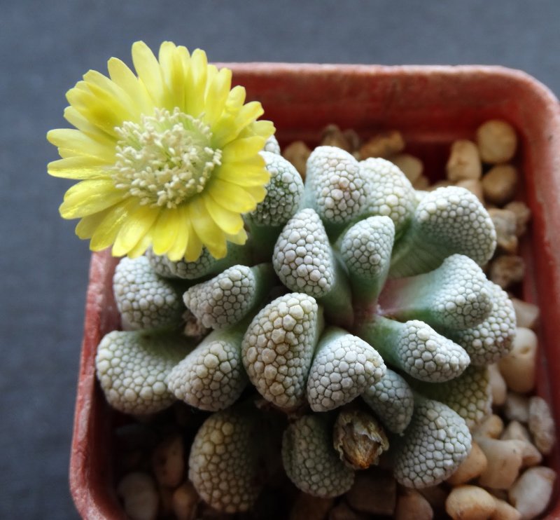 Aloinopsis orpenii PB 4488