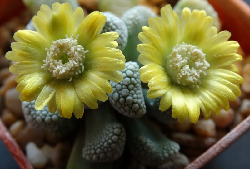 Суккулент Titanopsis
