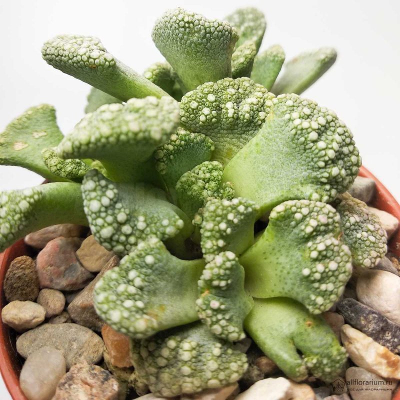 Titanopsis primosii