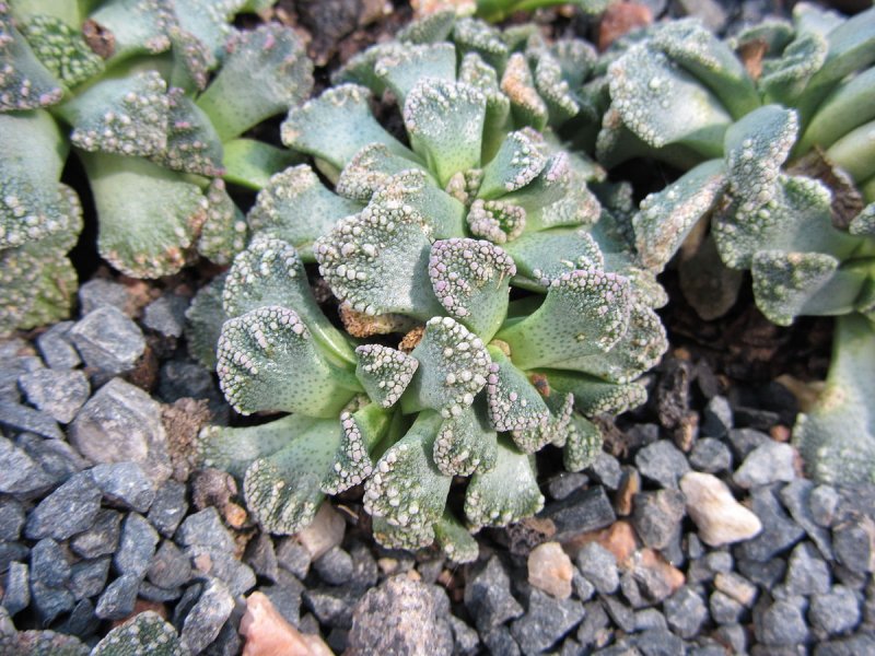Calcarea haworthioides
