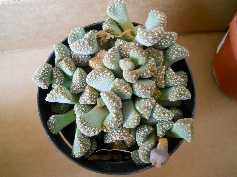 Crassula Ausensis Titanopsis