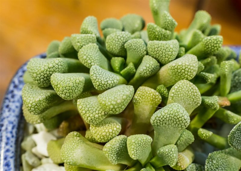 Titanopsis fulleri