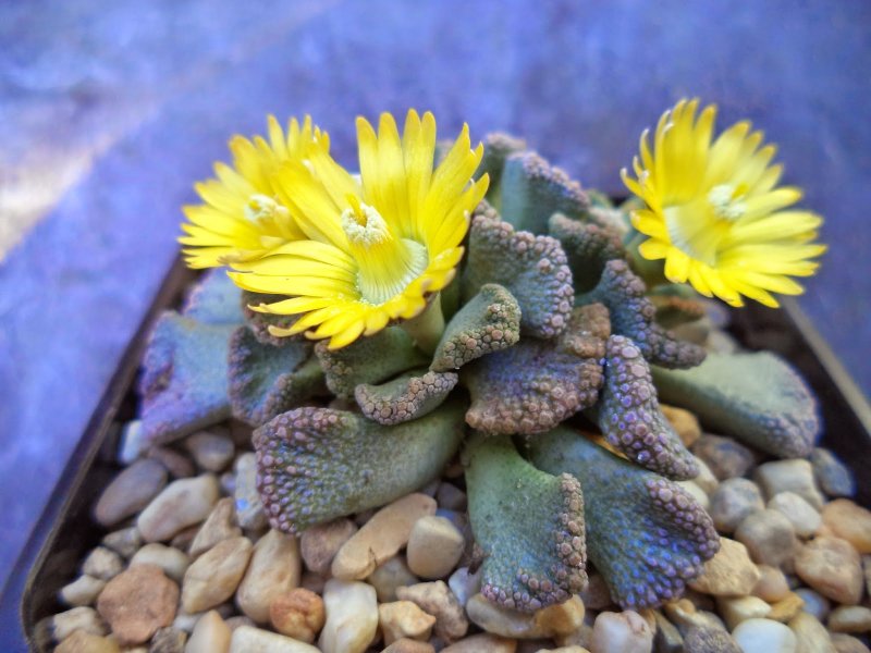 Titanopsis fulleri