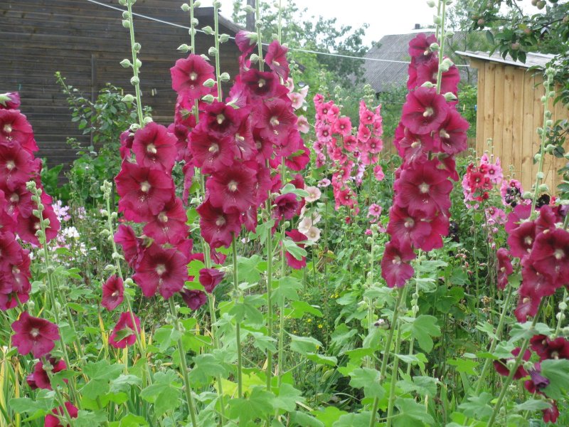 Мальва Alcea Double Cassis