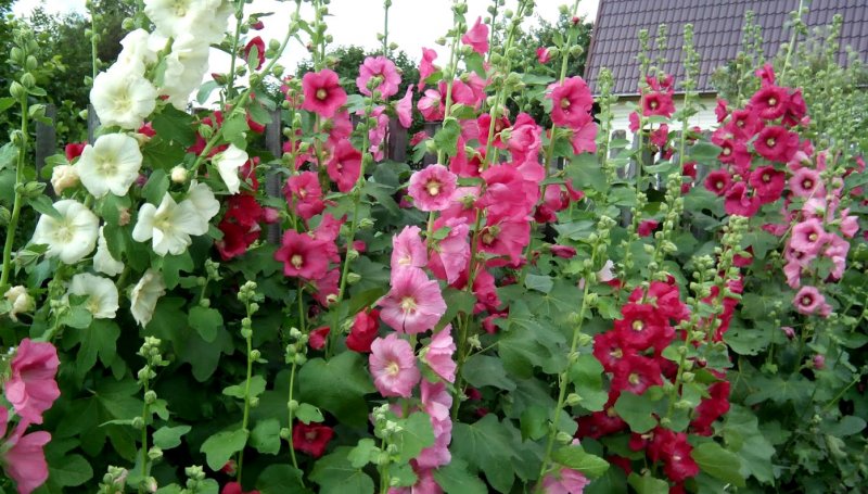 Мальва Alcea altissima