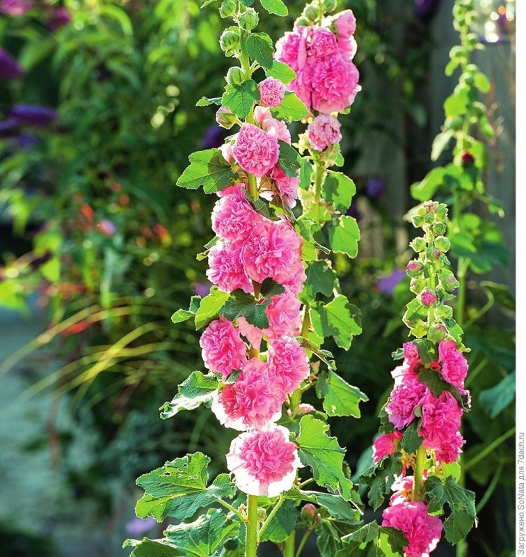 Шток-роза Alcea rosea