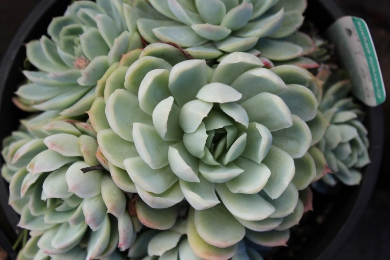 Эхеве́рия изящная – Echeveria elegans