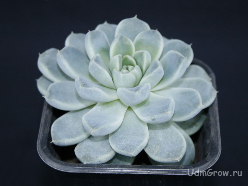 Эхеверия изящная Echeveria elegans