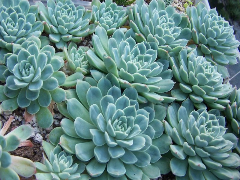 Эхеверия изящная Echeveria elegans