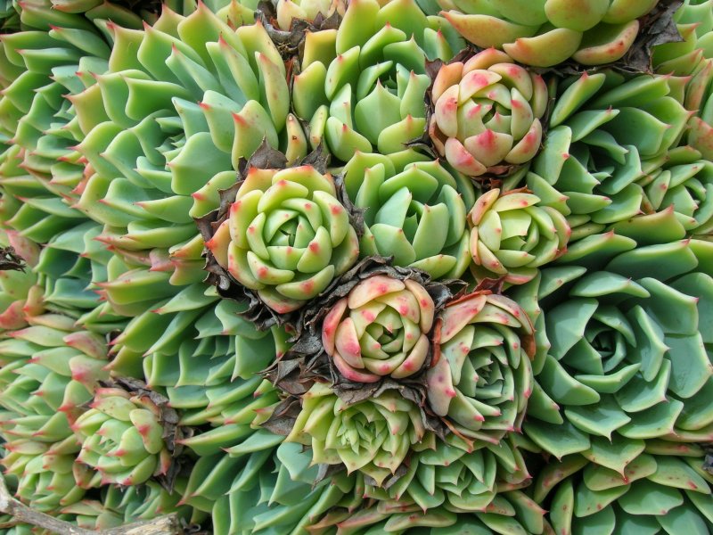 Суккулент эхеверия Echeveria
