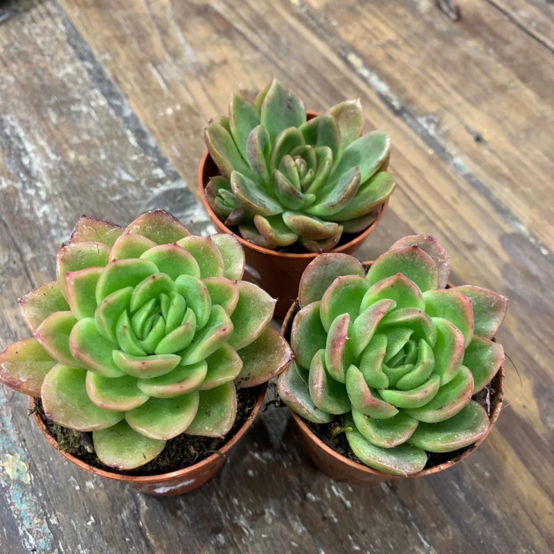 Эхеве́рия изящная – Echeveria elegans