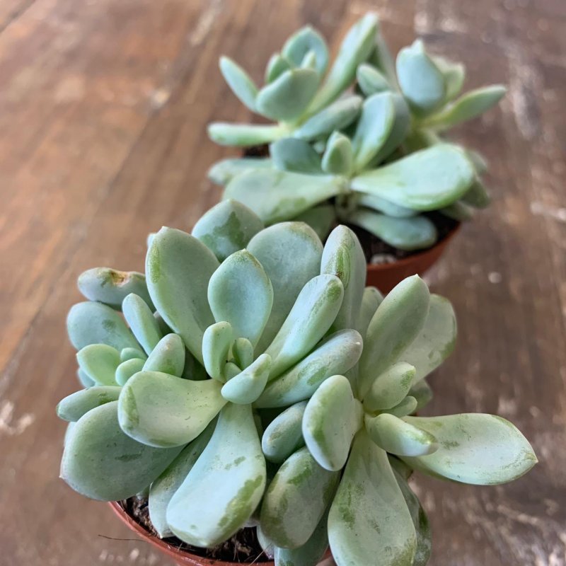 Эхеверия парва Echeveria Parva