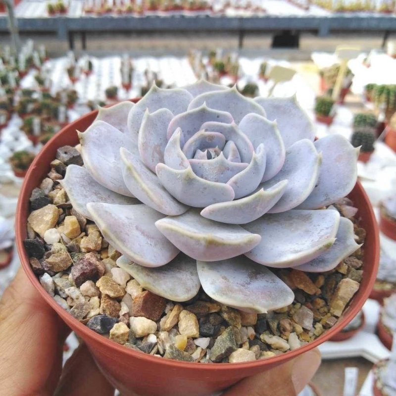Эхеве́рия изящная – Echeveria elegans