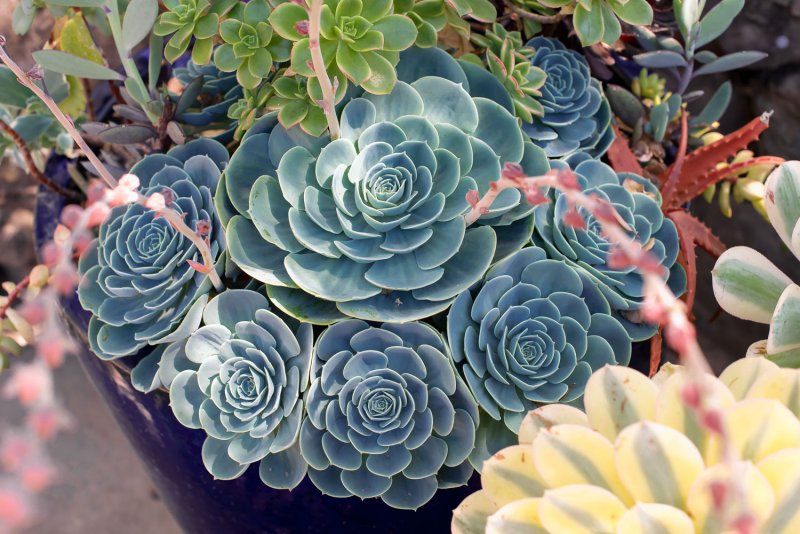 Echeveria imbricata