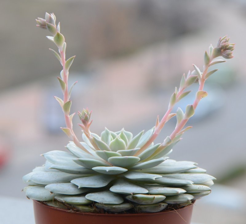 Echeveria elegans эхеверия Элеганс
