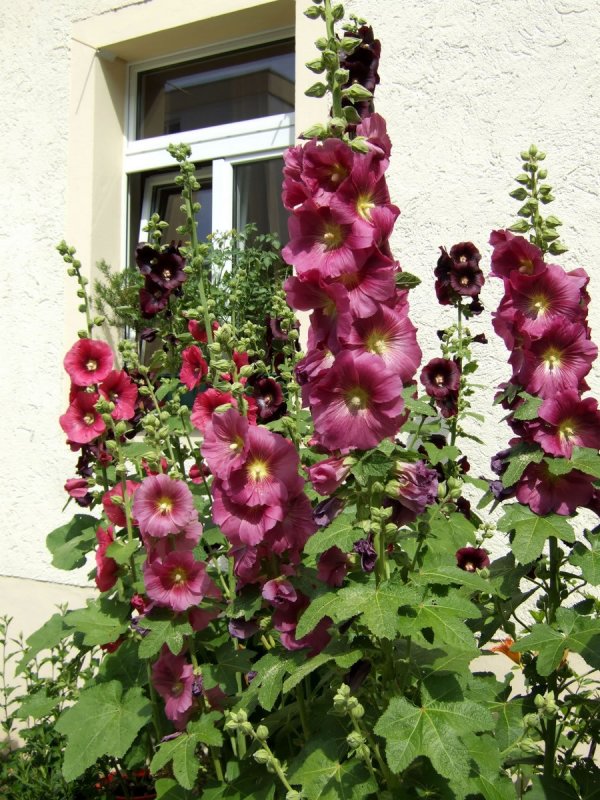 Мальва Alcea altissima