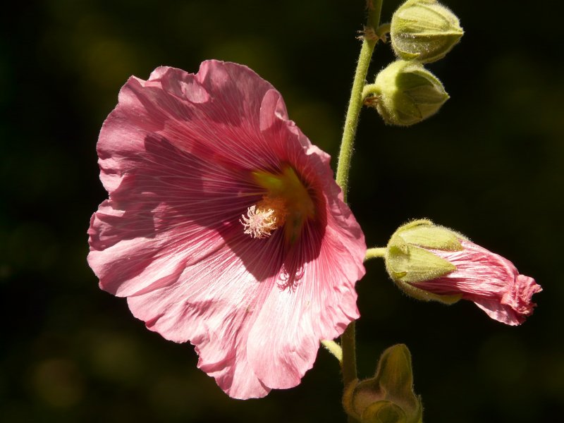Шток-роза розовая (Althaea rosea), мальв