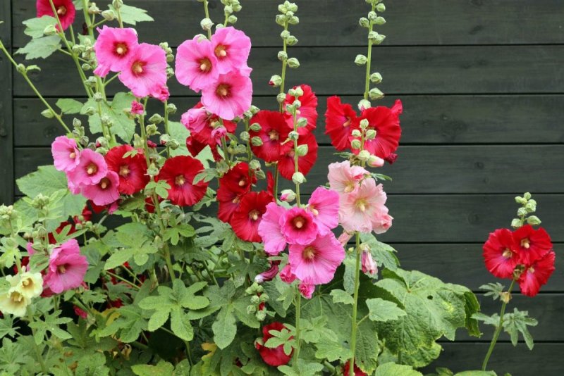 Мальва Alcea altissima