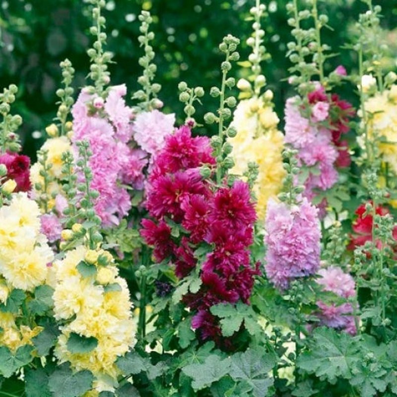 Мальва Alcea rosea Mix