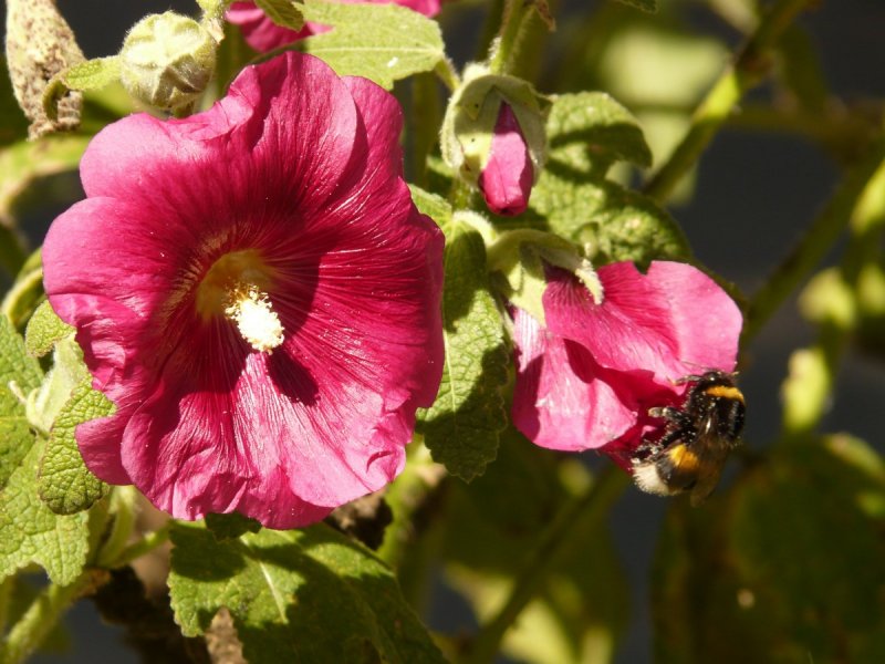 Мальва – Alcea rosea