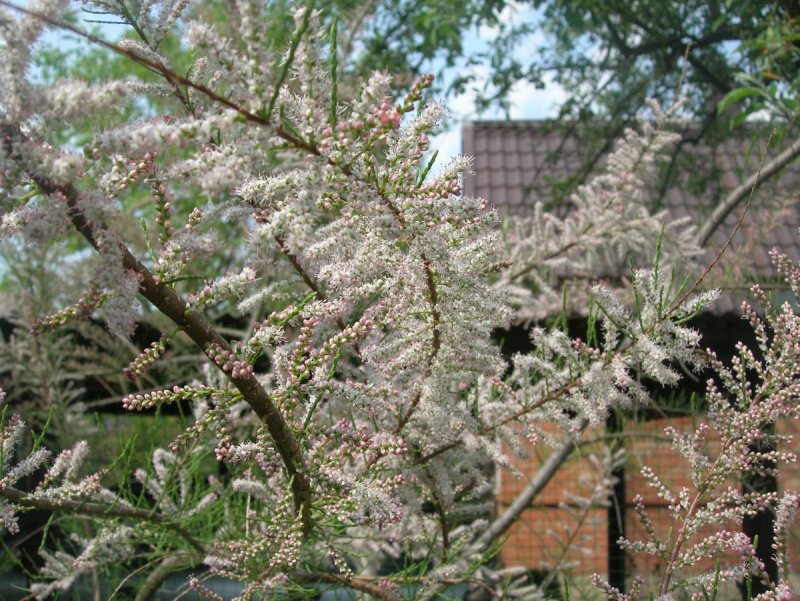 Tamarix tetrandra тамарикс четырёхтычинковый