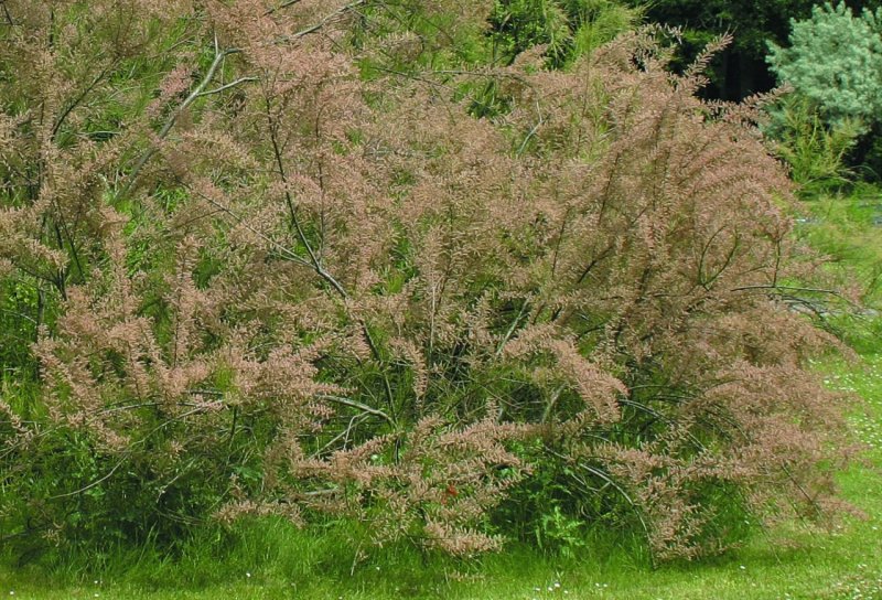 Тамарикс parviflora
