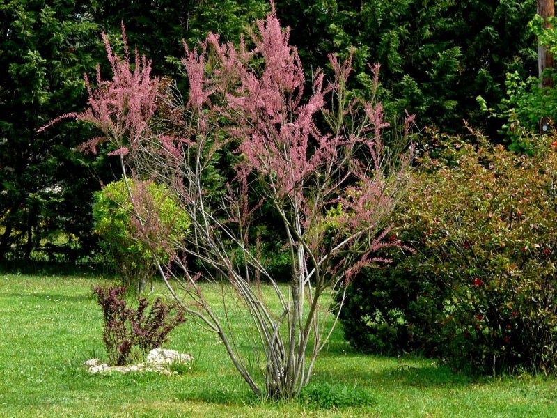Тамарикс parviflora