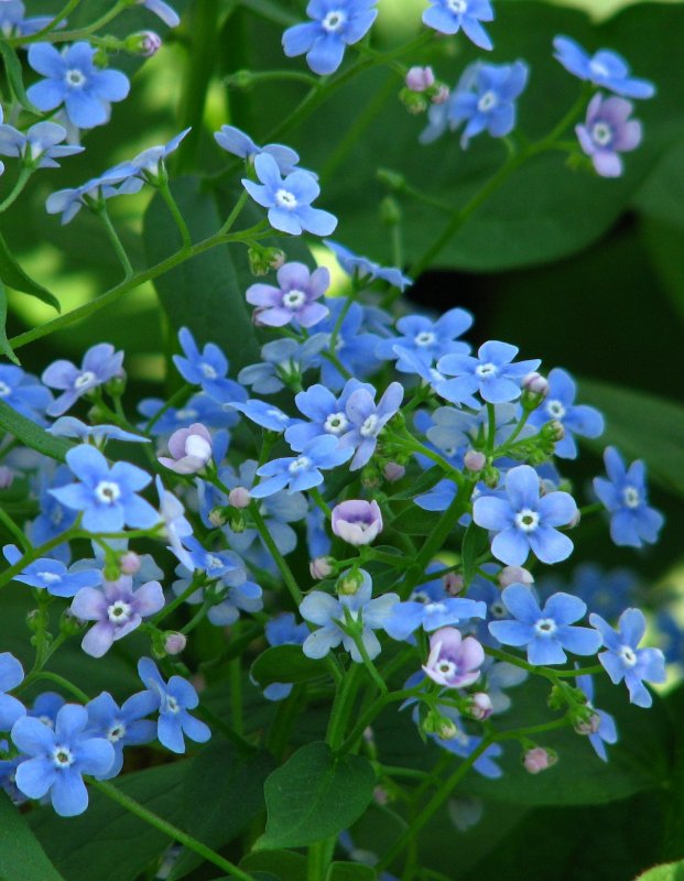 Бруннера macrophylla