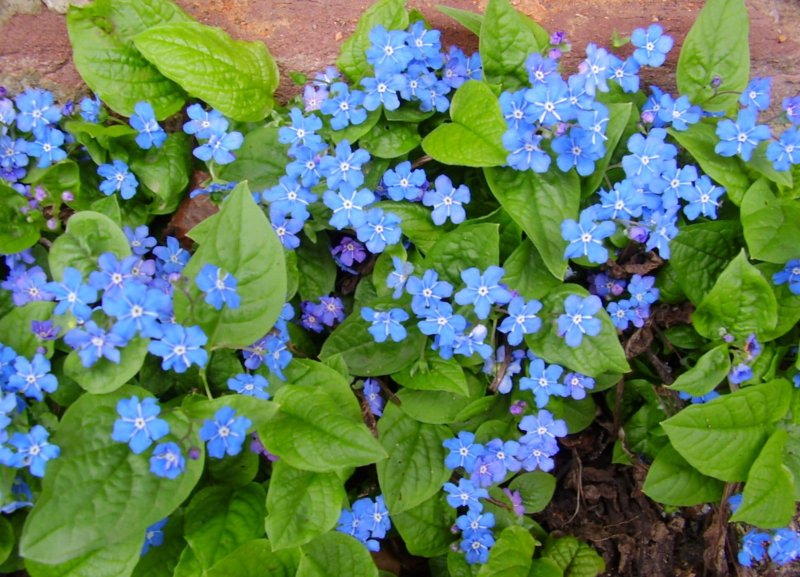 Пупочник весенний omphalodes Verna
