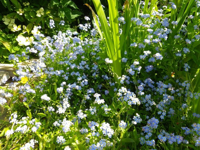 Незабудка белая (Myosotis palustris Alba)