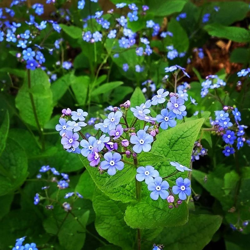 Бруннера крупнолистная Brunnera