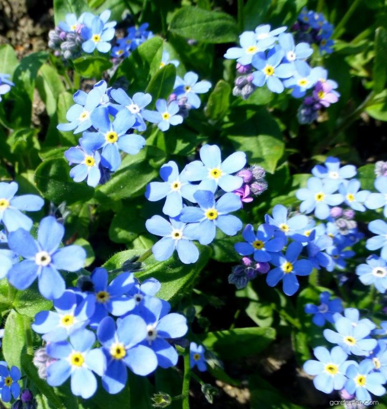 Незабудка Лесная Myosotis sylvatica
