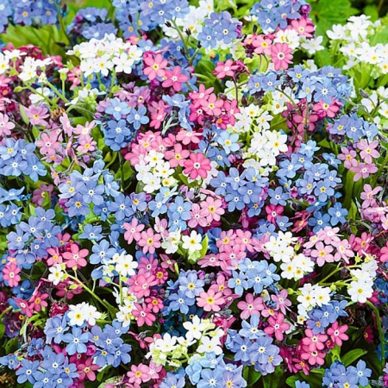 Незабудка Альпийская (Myosotis alpestris)