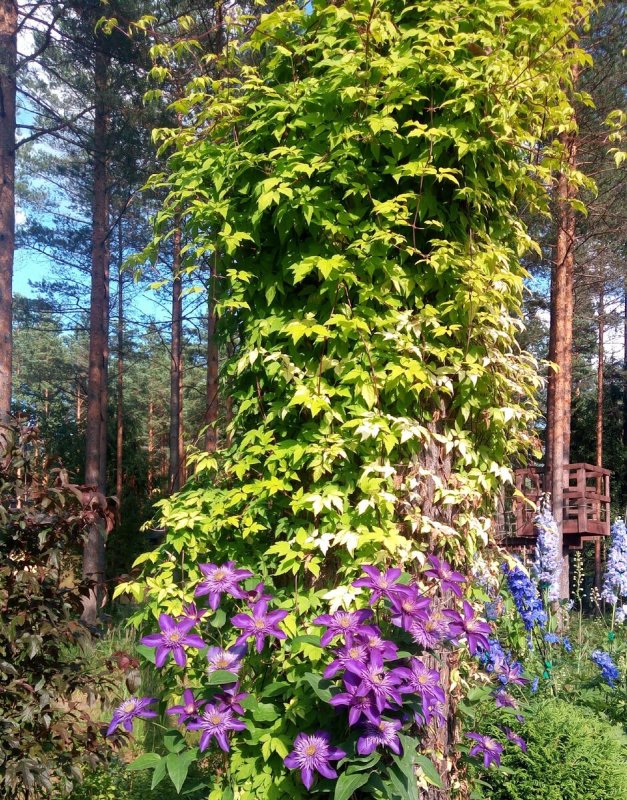 Княжик клематис семена
