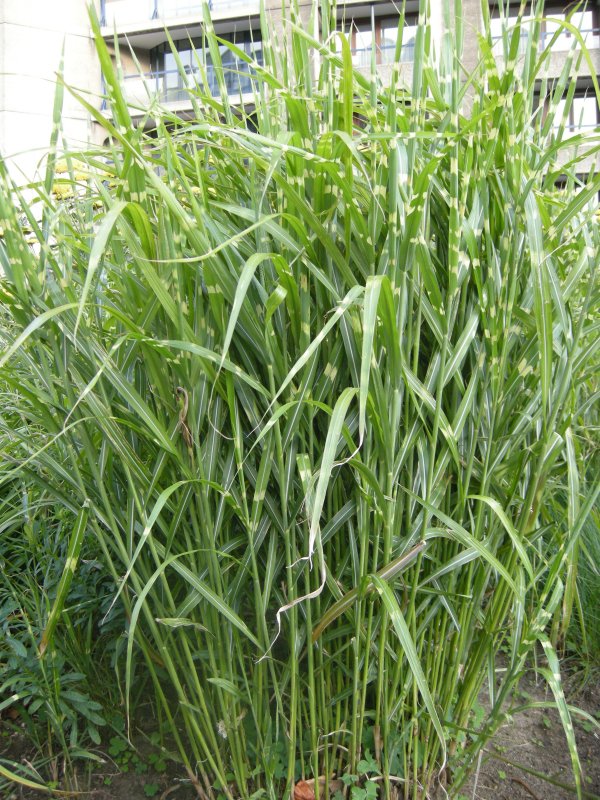 Miscanthus sinensis zebrinus