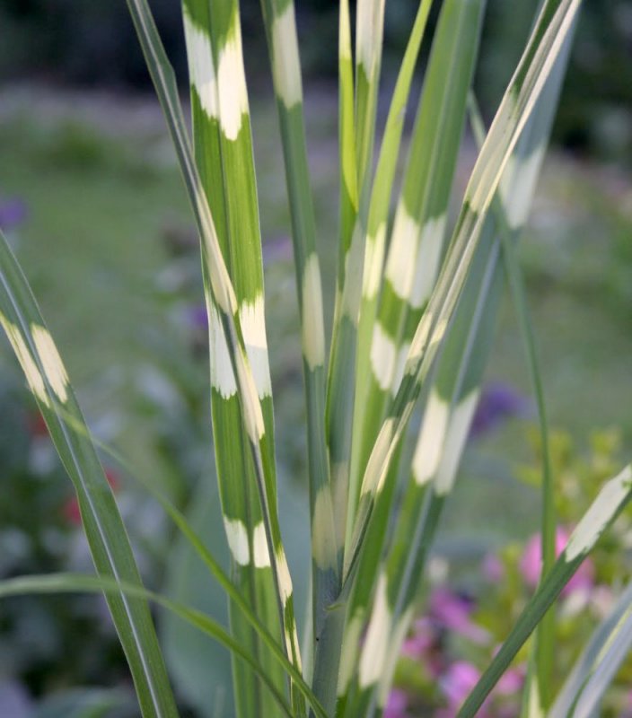 Мискантус китайский Miscanthus sinensis Ghana